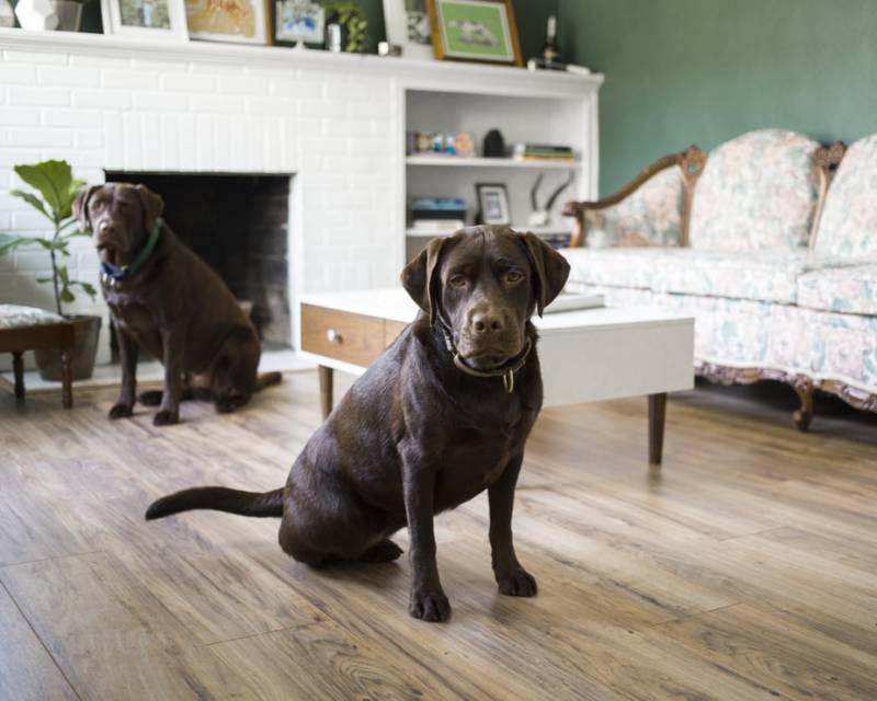 comprendre son chien à l'aide d'un professionnel à lyon ou rhône alpes