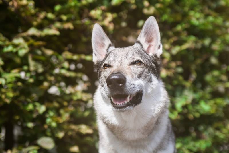 que faire quand mon chien me montre les dents alors qu'il a fait une bêtise à paris et sa région 