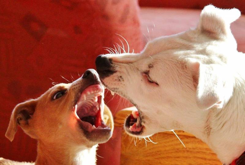 Comment comprendre le changement d'attitude de mon chien à Lyon ?